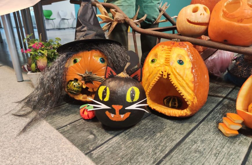 Őszünnep – a tökök varázslatos birodalma